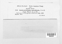 Passalora maculicola image